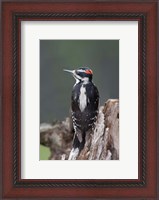 Framed British Columbia, Downy Woodpecker bird