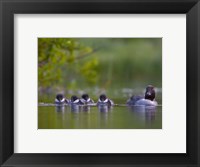 Framed British Columbia, Common Goldeneye, chicks, swimming
