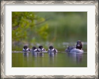 Framed British Columbia, Common Goldeneye, chicks, swimming