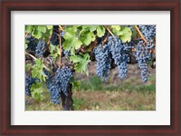 Framed Canada, British Columbia, Osoyoos View of purple grapes in vineyards