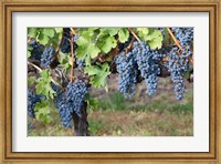 Framed Canada, British Columbia, Osoyoos View of purple grapes in vineyards