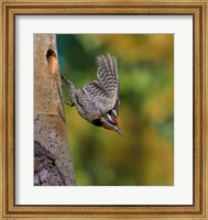 Framed British Columbia, Red-naped Sapsucker, flight, nest