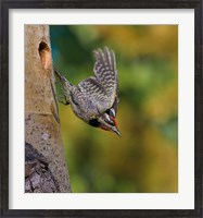 Framed British Columbia, Red-naped Sapsucker, flight, nest