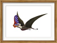 Framed Tapejara, a Genus of Brazilian Pterosaur from the Cretaceous Period
