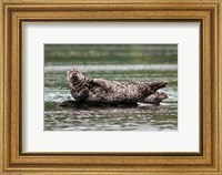 Framed Harbor seal, Great Bear Rainforest, British Columbia, Canada