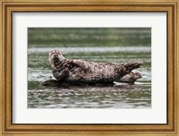 Framed Harbor seal, Great Bear Rainforest, British Columbia, Canada