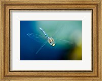 Framed Blue-eyed darner dragonfly, Insect, British Columbia
