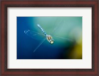 Framed Blue-eyed darner dragonfly, Insect, British Columbia