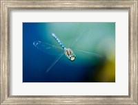 Framed Blue-eyed darner dragonfly, Insect, British Columbia