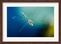 Framed Blue-eyed darner dragonfly, Insect, British Columbia