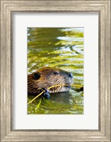 Framed Head of American Beaver, Stanley Park, British Columbia