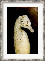 Framed Marine life, seahorse, Vancouver, British Columbia