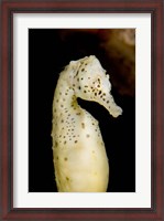 Framed Marine life, seahorse, Vancouver, British Columbia