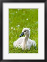 Framed Mute swan cygnet, Stanley Park, British Columbia