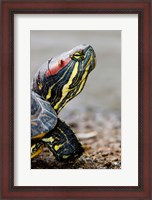 Framed Red-eared pond slider turtle, British Columbia