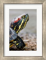 Framed Red-eared pond slider turtle, British Columbia