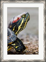 Framed Red-eared pond slider turtle, British Columbia