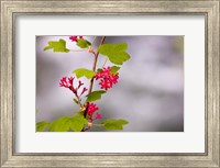 Framed Red-flowering currant, Vancouver, British Columbia