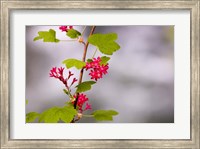 Framed Red-flowering currant, Vancouver, British Columbia