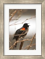 Framed Red-winged blackbird, Stanley Park, British Columbia