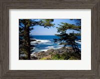 Framed Wild Pacific Trail, Vancouver Island British Columbia