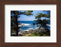 Framed Wild Pacific Trail, Vancouver Island British Columbia