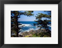 Framed Wild Pacific Trail, Vancouver Island British Columbia