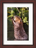 Framed American Beaver, Stanley Park, British Columbia