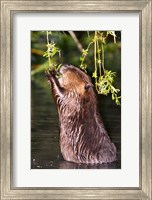 Framed American Beaver, Stanley Park, British Columbia