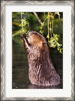 Framed American Beaver, Stanley Park, British Columbia