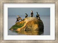 Framed Double-crested cormorant bird, British Columbia