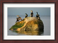 Framed Double-crested cormorant bird, British Columbia
