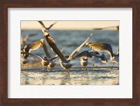 Framed Mew gulls, Stanley Park, British Columbia