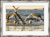 Framed Mew gulls, Stanley Park, British Columbia