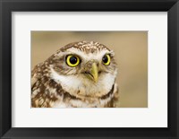 Framed Burrowing owl, Nicola Valley, British Columbia