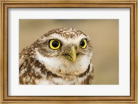 Framed Burrowing owl, Nicola Valley, British Columbia