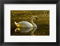 Framed Mute swan, Stanley Park, British Columbia