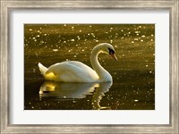 Framed Mute swan, Stanley Park, British Columbia