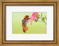 Framed Rufous Hummingbird feeding in a flower garden, British Columbia, Canada