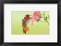 Framed Rufous Hummingbird feeding in a flower garden, British Columbia, Canada