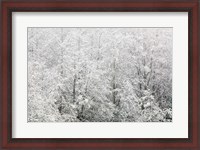 Framed Snow-covered trees, Stanley Park, British Columbia