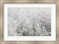 Framed Snow-covered trees, Stanley Park, British Columbia