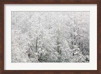 Framed Snow-covered trees, Stanley Park, British Columbia