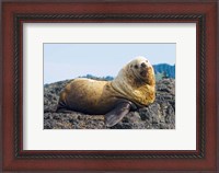 Framed Steller sea lion, Haida Gwaii, British Columbia