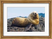Framed Steller sea lion, Haida Gwaii, British Columbia