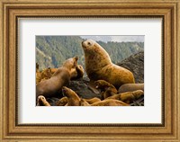 Framed Steller sea lion, Queen Charlottes, British Columbia