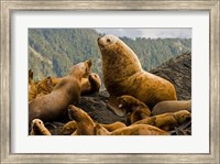 Framed Steller sea lion, Queen Charlottes, British Columbia