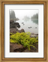 Framed Alpine lady fern, Garibaldi Lake, British Columbia