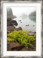 Framed Alpine lady fern, Garibaldi Lake, British Columbia