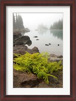 Framed Alpine lady fern, Garibaldi Lake, British Columbia